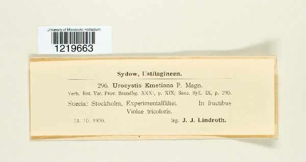 Urocystis kmetiana image