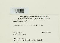 Ustilago cesatii image