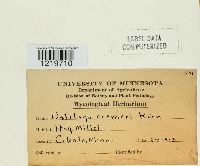 Media resource of Ustilago crameri