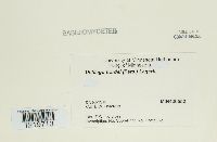 Ustilago hordei image