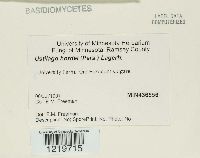 Ustilago hordei image