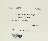 Ustilago hordei image