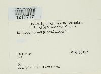 Ustilago hordei image