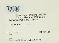 Ustilago hordei image