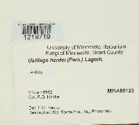 Ustilago hordei image