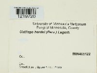 Ustilago hordei image