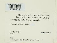 Ustilago hordei image