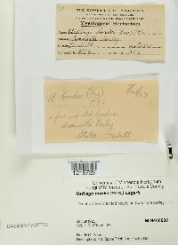 Ustilago hordei image