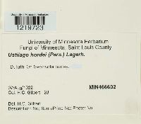 Ustilago hordei image