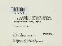 Ustilago hordei image