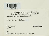 Ustilago hordei image