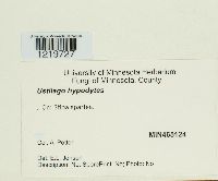 Tranzscheliella hypodytes image