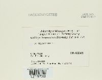 Ustilago filiformis image