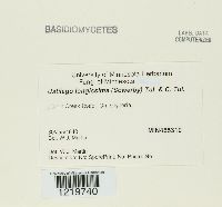 Ustilago filiformis image