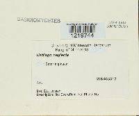 Media resource of Ustilago neglecta