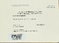 Macalpinomyces neglectus image