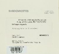 Macalpinomyces neglectus image