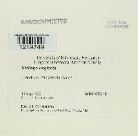 Macalpinomyces neglectus image