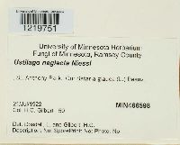 Macalpinomyces neglectus image