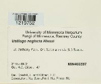 Macalpinomyces neglectus image