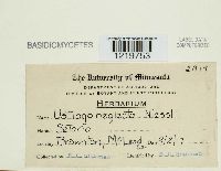 Macalpinomyces neglectus image