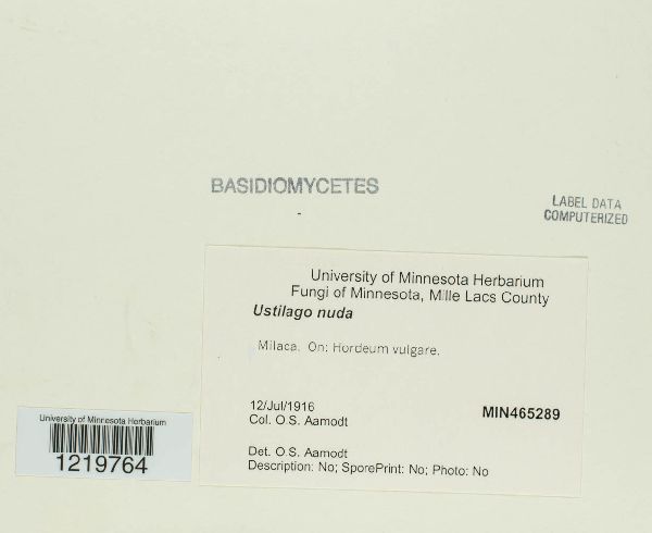 Ustilago nuda image