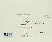 Image Associated With the Occurrence