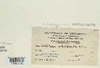 Ustilago tritici image