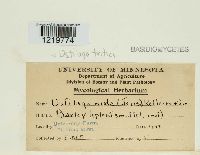 Ustilago tritici image