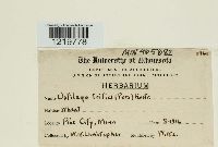 Ustilago tritici image