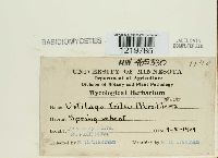 Ustilago tritici image