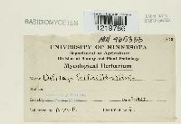 Ustilago tritici image