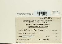 Ustilago tritici image