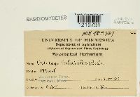 Ustilago tritici image