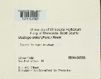 Ustilago tritici image