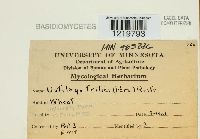 Ustilago tritici image