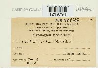 Ustilago tritici image