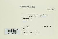 Ustilago tritici image