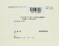 Ustilago tritici image