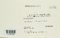 Ustilago tritici image