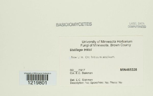 Ustilago tritici image