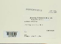 Ustilago utriculosa image