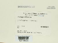 Ustilago utriculosa image