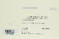 Ustilago utriculosa image