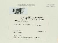 Ustilago utriculosa image