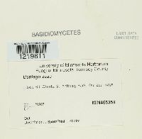 Ustilago maydis image