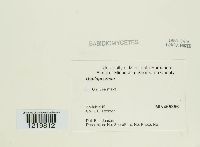 Ustilago maydis image