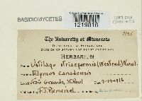 Ustilago striiformis image