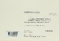 Ustilago striiformis image