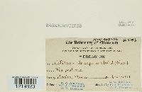 Ustilago striiformis image